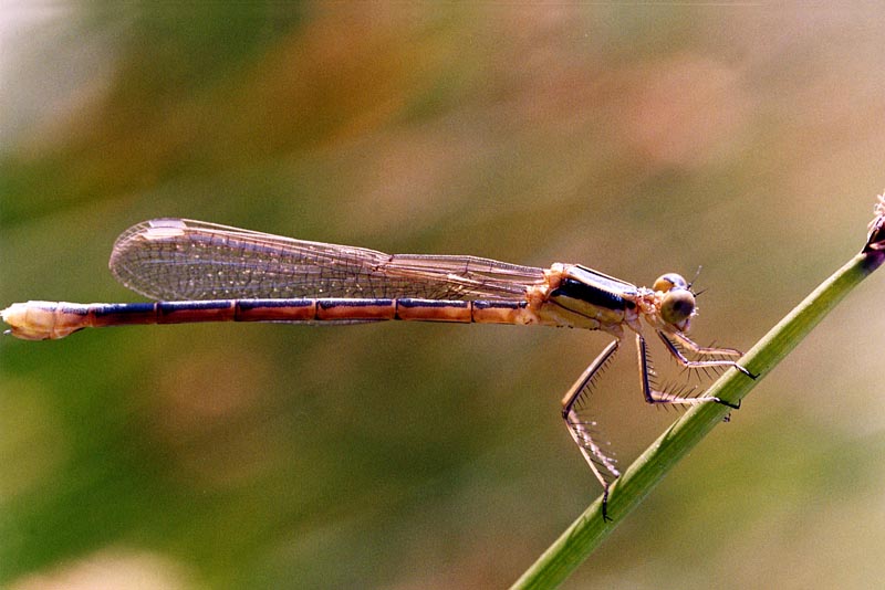 Qualche Lestes...e Chalcolestes